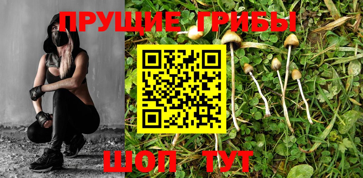 Красноярск  Галлюциногенные грибы прущие грибы  Вход с VPN  Псилоцибиновые грибы Magic Shrooms 